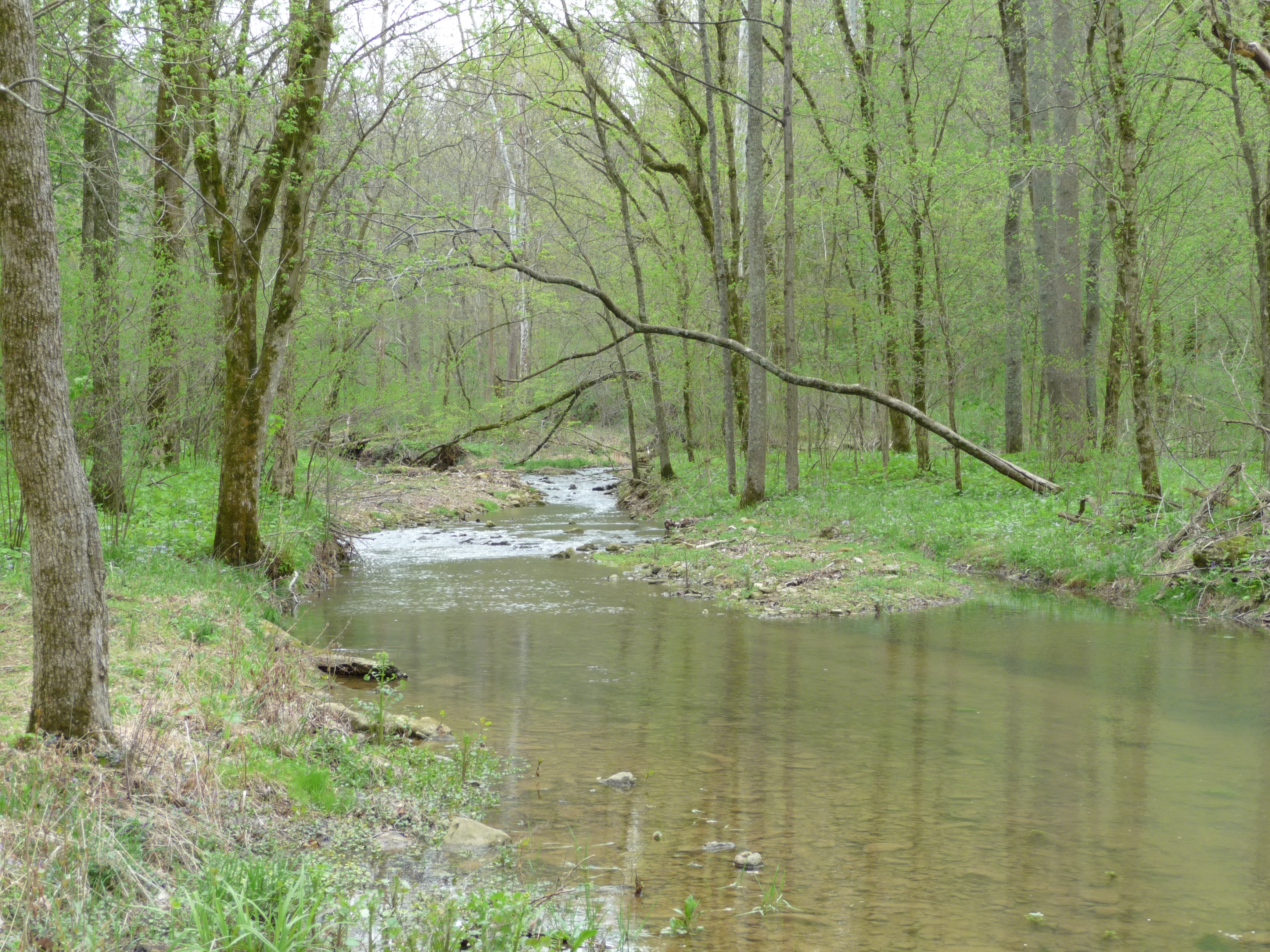 Creek Picture 2