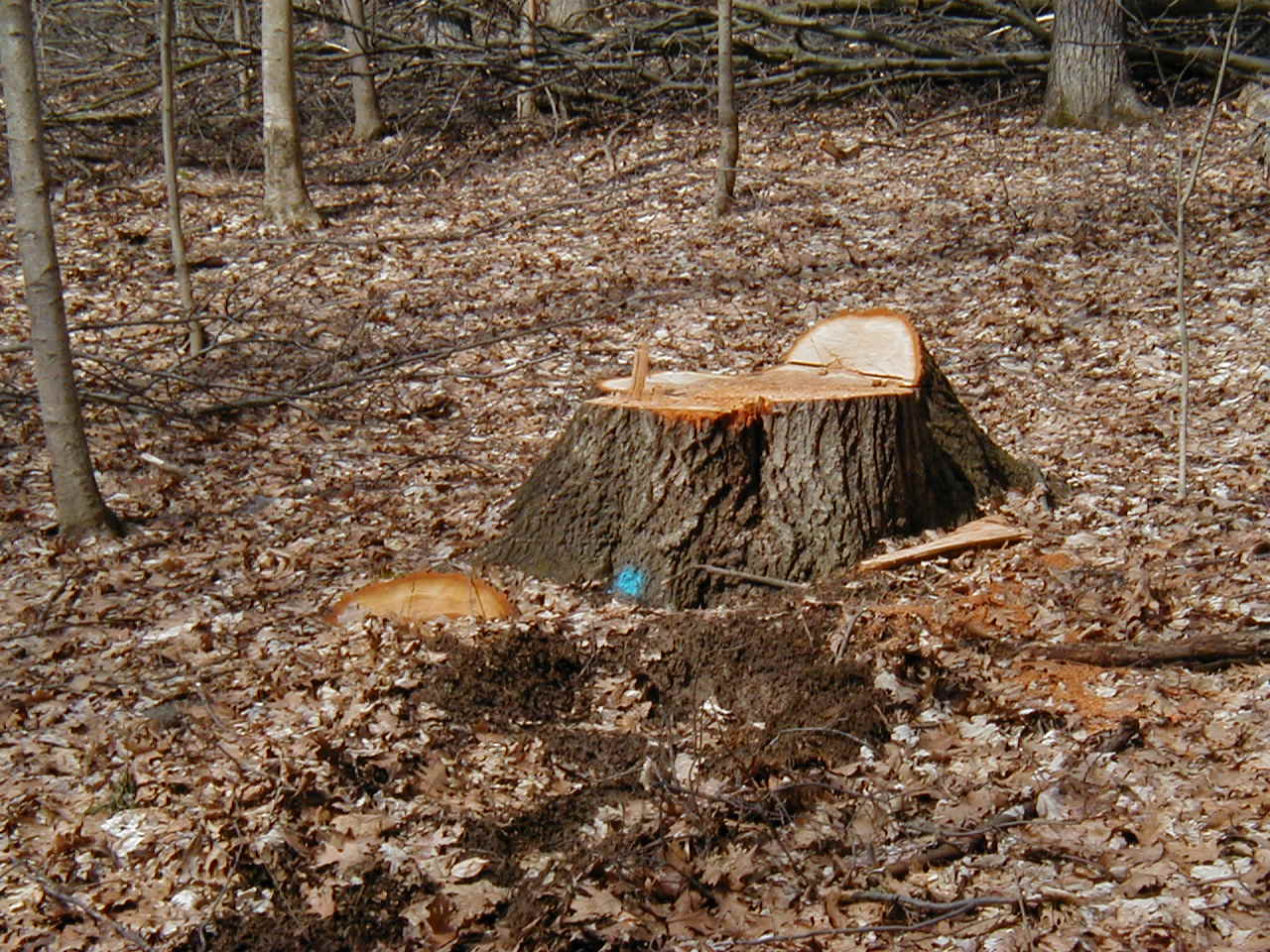 Cut Stump