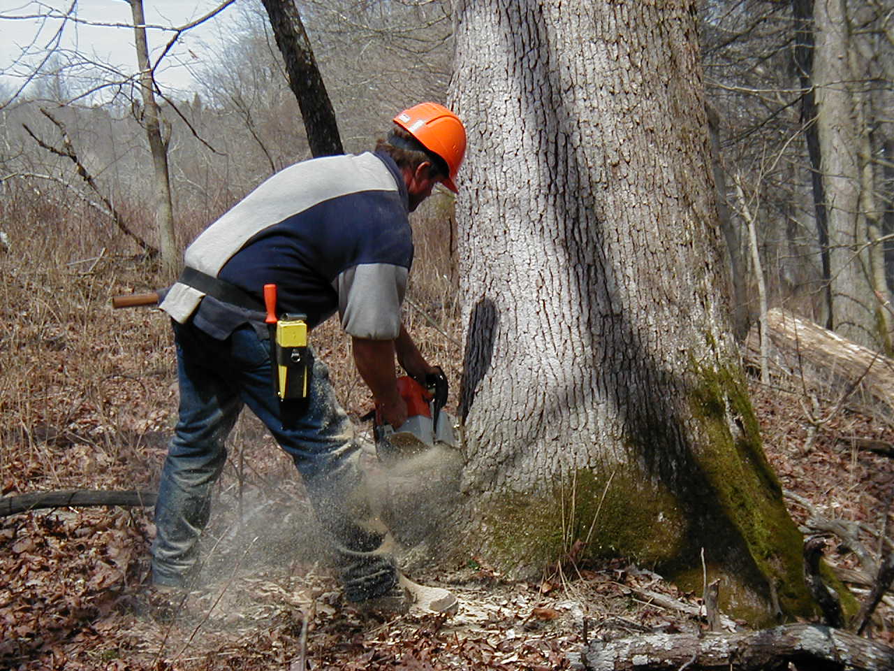 White Oak Cut