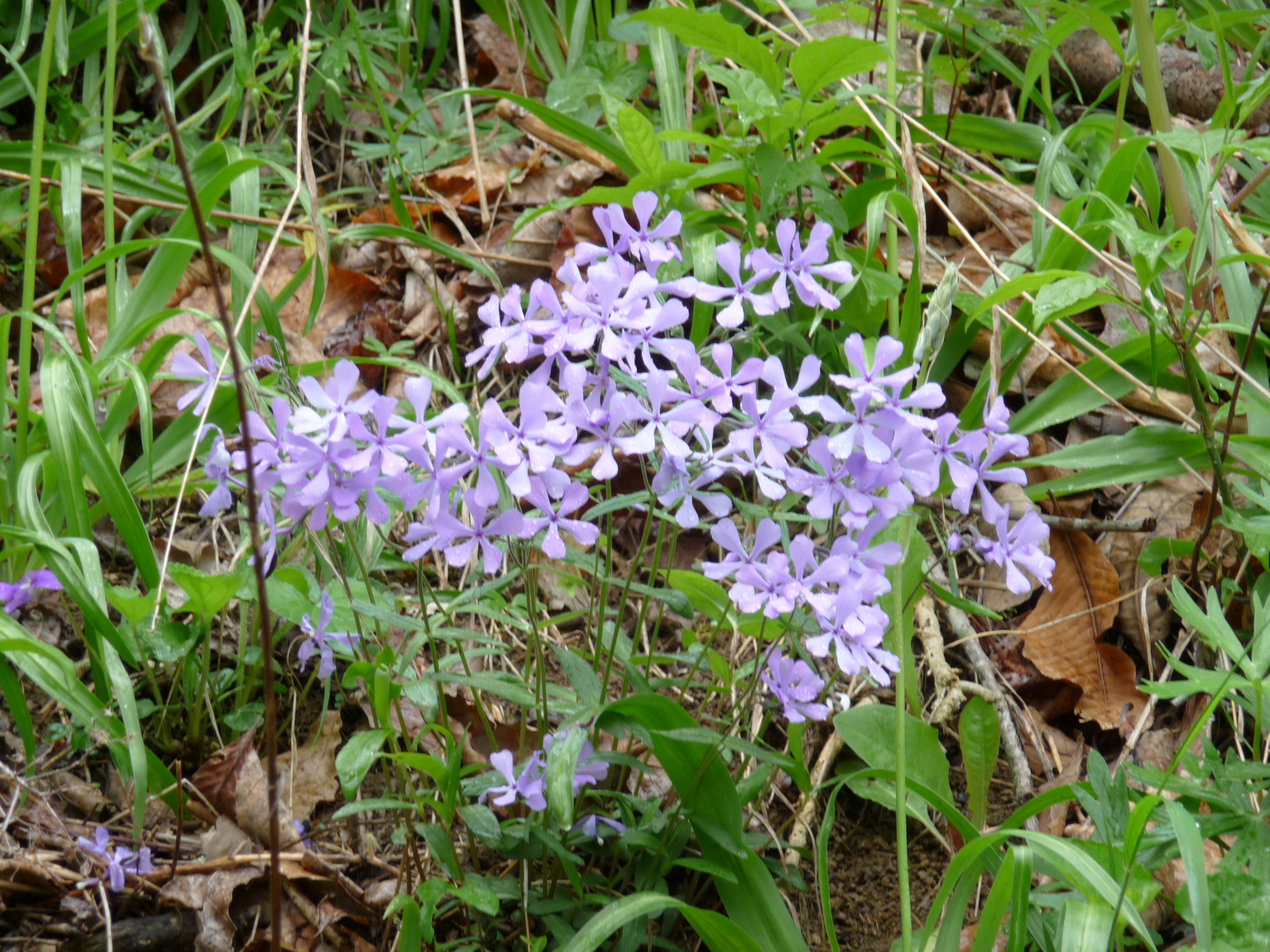 Flowers1